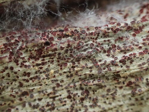 iNaturalist observation photo of Patinellaria