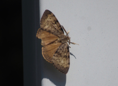 Aglossa pinguinalis