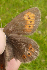 Erebia epiphron
