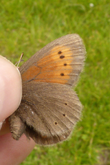 Erebia epiphron