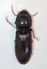 Hemicrepidius