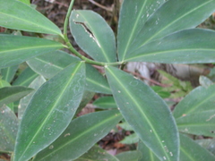 Costus laevis