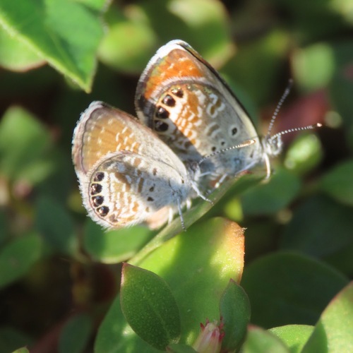 Western Pygmy-Blue (Brephidium exilis)