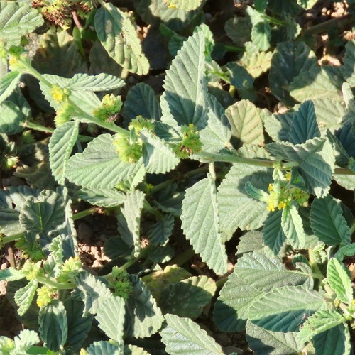 Tapacola (Waltheria indica)