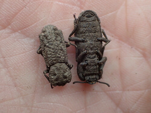 iNaturalist observation photo of Wrinkled Ironclad Beetle