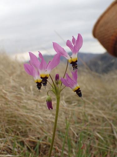 iNaturalist observation photo of Padre's Shooting Star