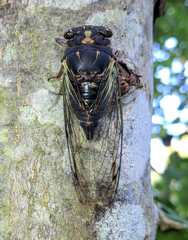 Neotibicen lyricen engelhardti