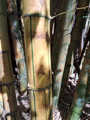 Image of Bambusa vulgaris by (c) Henrique Bitencourt, some rights reserved (CC BY-SA)