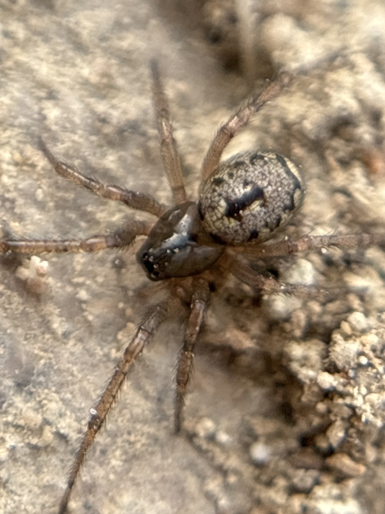 Enoplognatha serratosignata