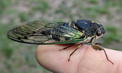 Neotibicen lyricen engelhardti