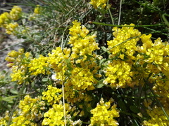 Odontarrhena alpestris, photograph Thomas Koffel, CC BY, iNaturalist via GBIF