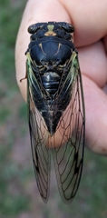 Neotibicen lyricen engelhardti