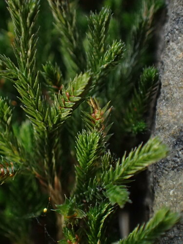 iNaturalist observation photo of Bigelow's Spikemoss