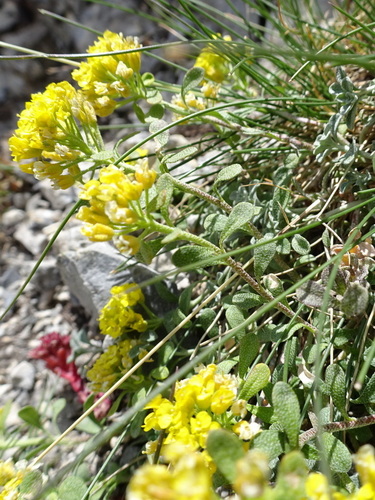 Odontarrhena alpestris, photograph 5