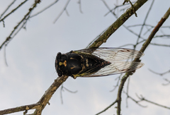 Neotibicen lyricen engelhardti