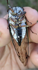 Neotibicen lyricen engelhardti
