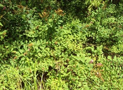 Spiraea × billardii