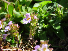Euphrasia liburnica