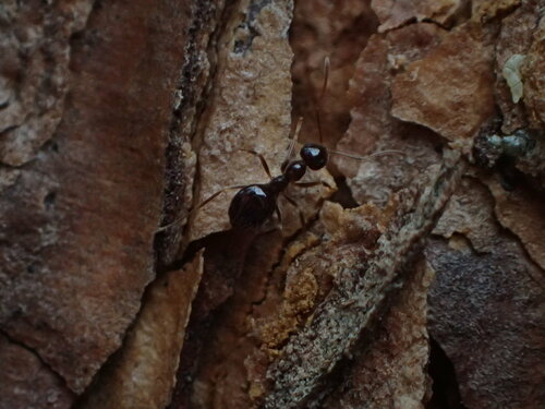 iNaturalist observation photo of American Winter Ant