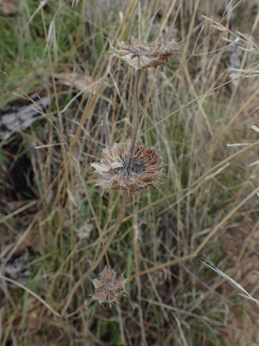 iNaturalist observation photo of Chia