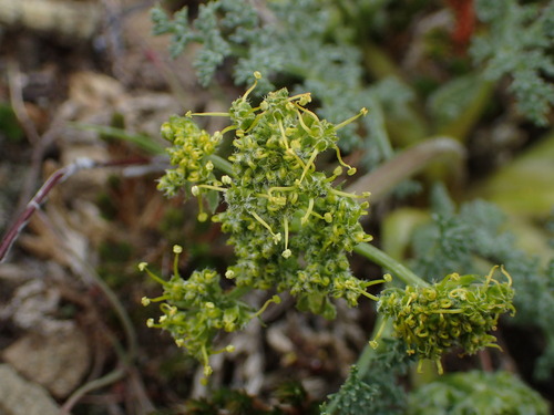 iNaturalist observation photo of Biscuitroots