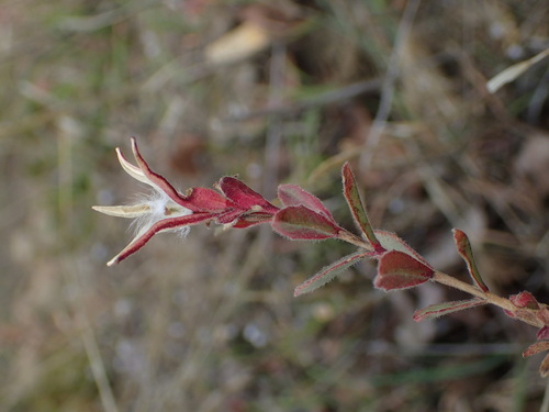 iNaturalist observation photo of California fuchsia