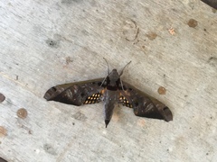 Adhemarius tigrina