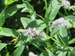 Eriothrix rufomaculata