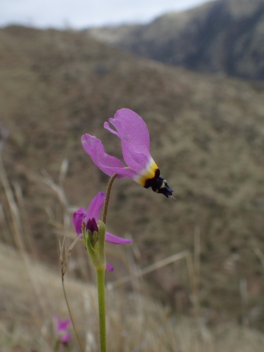iNaturalist observation photo of Padre's Shooting Star