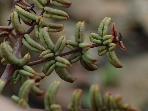 iNaturalist observation photo of bird's foot cliffbrake
