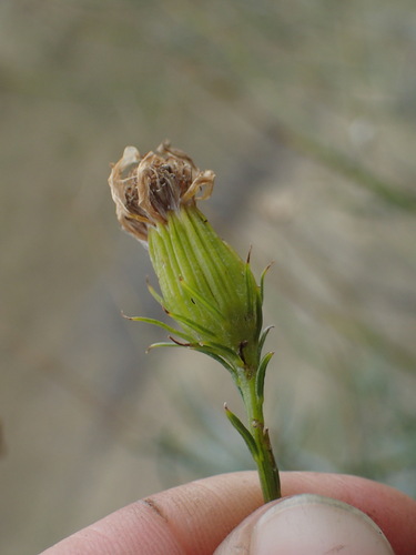 iNaturalist observation photo of threadleaf groundsel