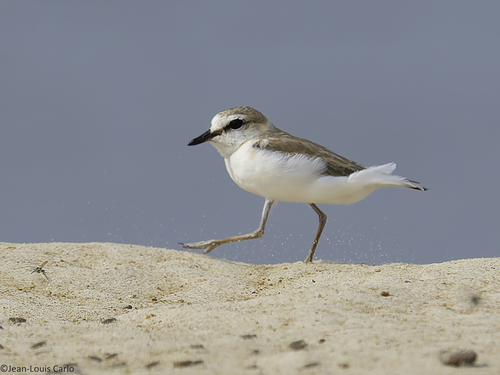 White-fronted Plover