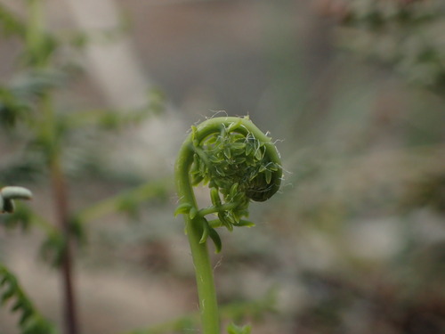 iNaturalist observation photo of bird's foot cliffbrake