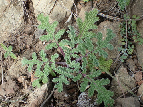 iNaturalist observation photo of Chia