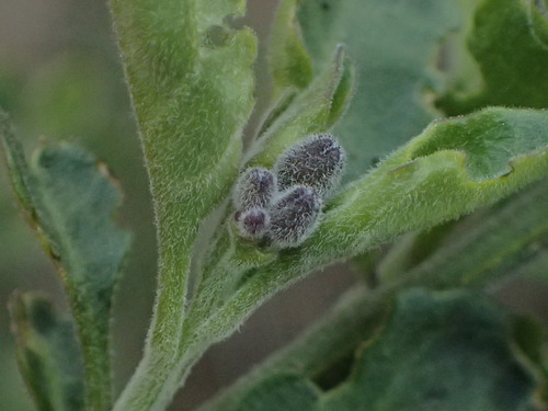 iNaturalist observation photo of bluewitch nightshade