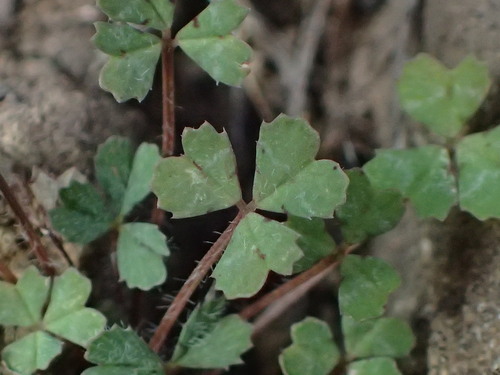 iNaturalist observation photo of Notchleaf Clover