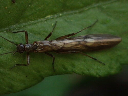 iNaturalist observation photo of Winter Stoneflies