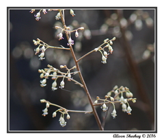 Heuchera rubescens