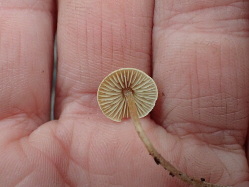 iNaturalist observation photo of Anonymous Pseudo