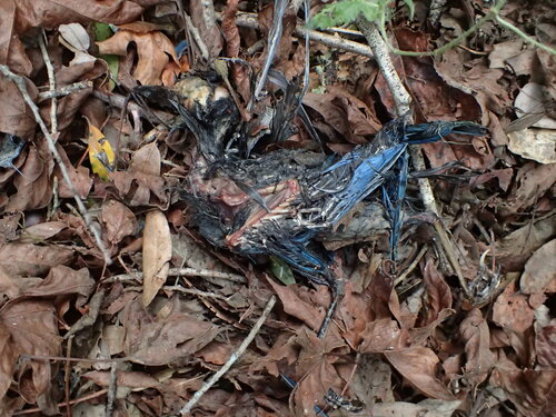 iNaturalist observation photo of Steller's Jay