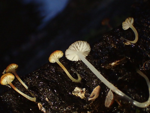 iNaturalist observation photo of Bark Bonnet
