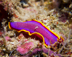 Pseudoceros ferrugineus