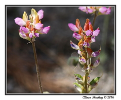 Lupinus stiversii