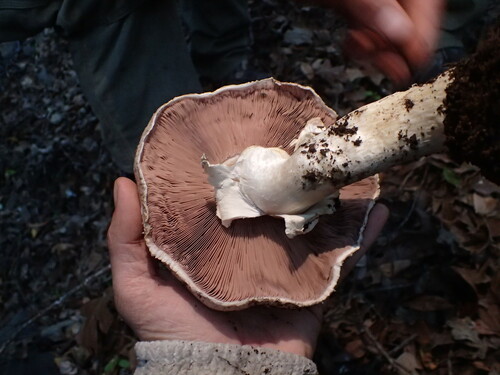 iNaturalist observation photo of field and button mushrooms