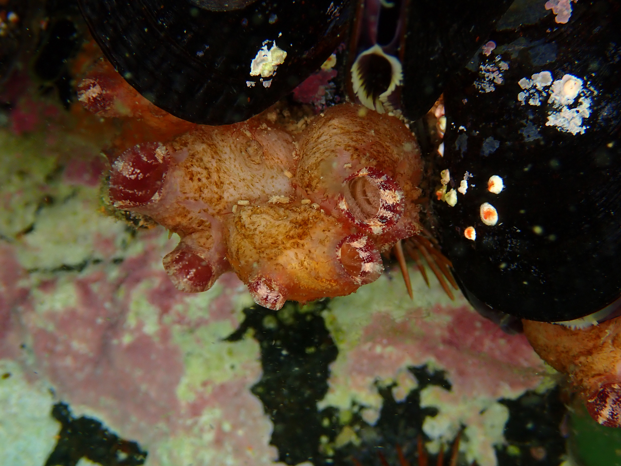 Asterocarpa humilis (Heller, 1878)