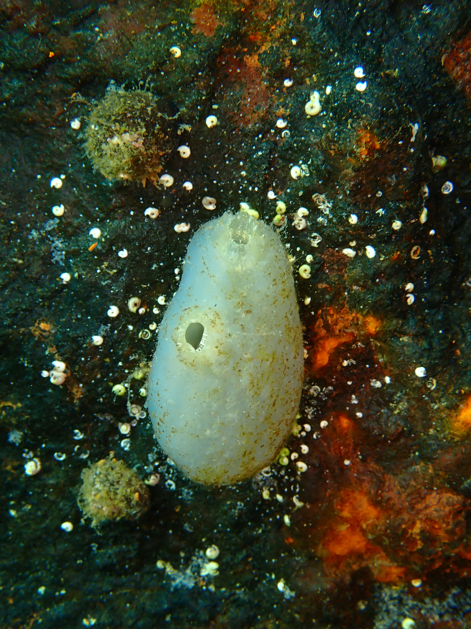 Ascidiella aspersa (Müller, 1776)