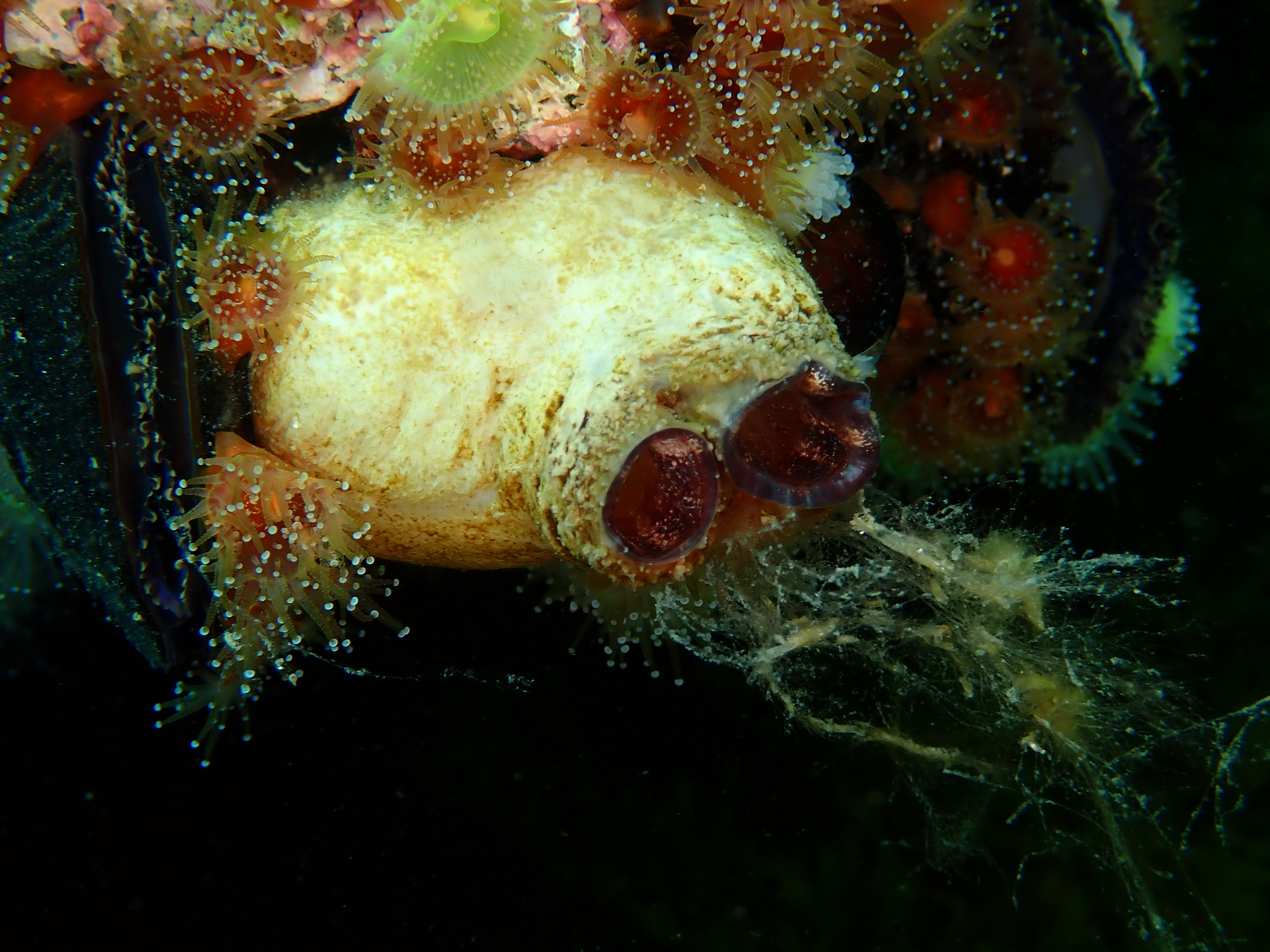 Asterocarpa humilis (Heller, 1878)