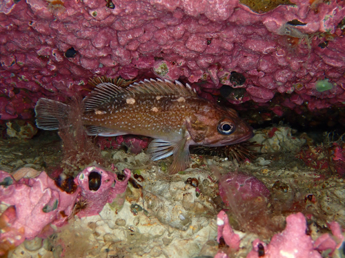 Patagonian redfish (Sebastes oculatus) — Sebastidae
