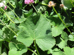 Adenostyles australis