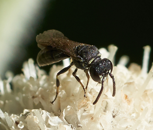 iNaturalist observation photo of Masked Bees